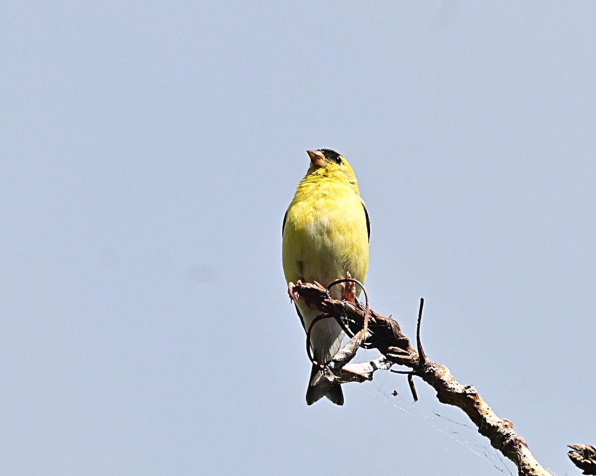 American Goldfinch - ML638418449