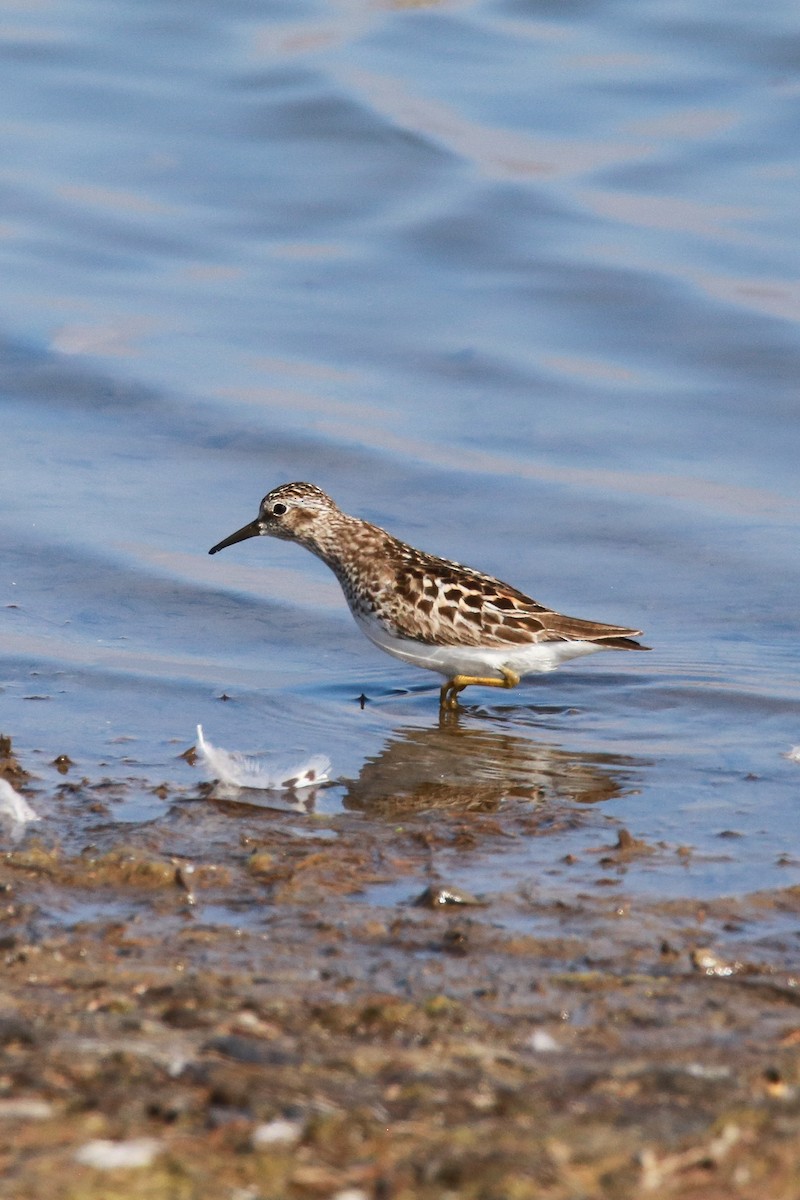 アメリカヒバリシギ - ML638418455