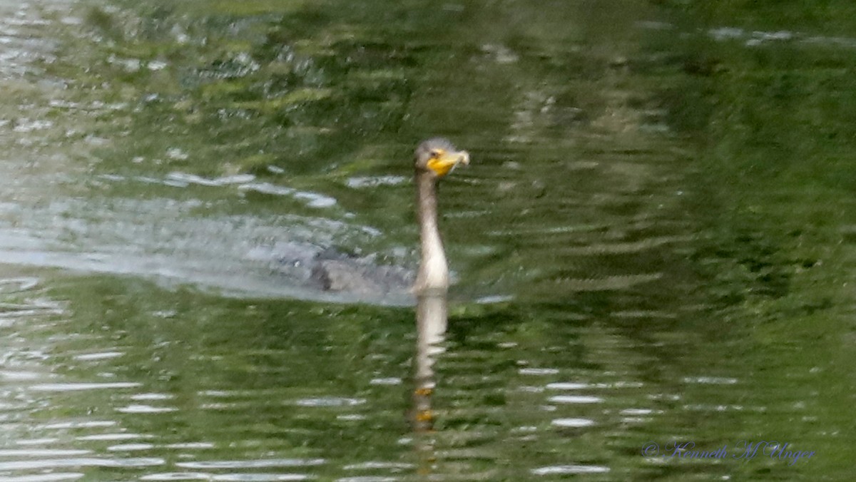 Cormorán Orejudo - ML638418461