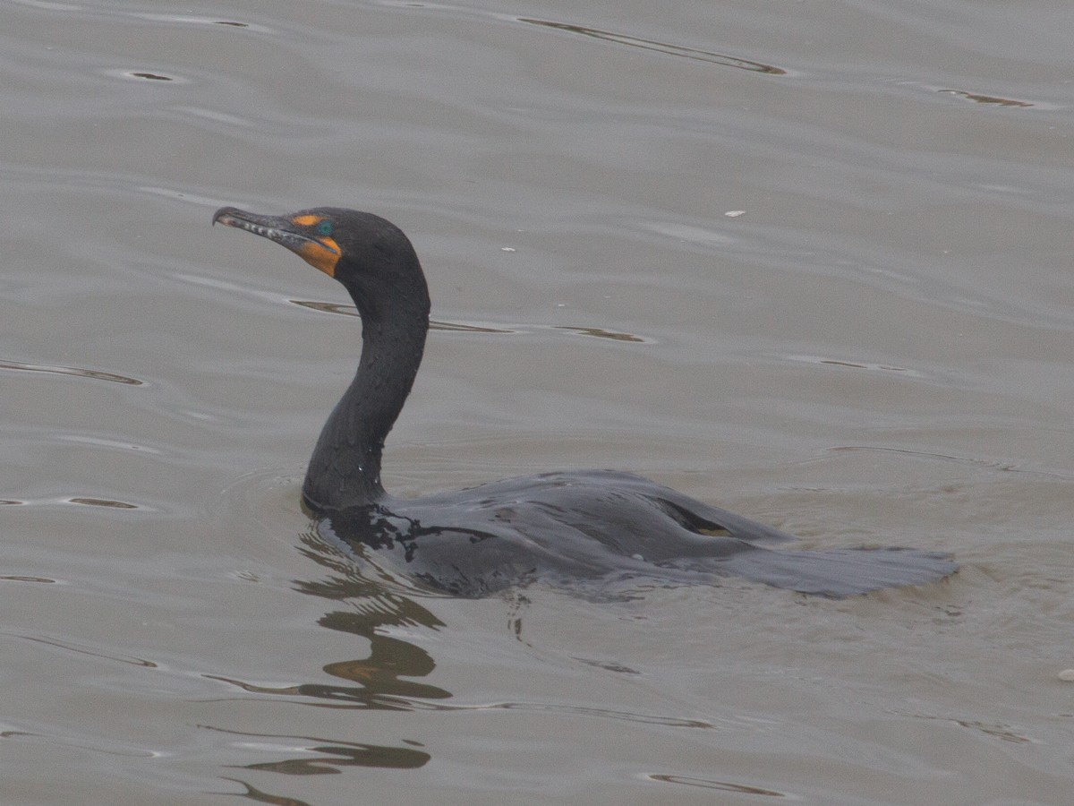 Cormorán Orejudo - ML638418466
