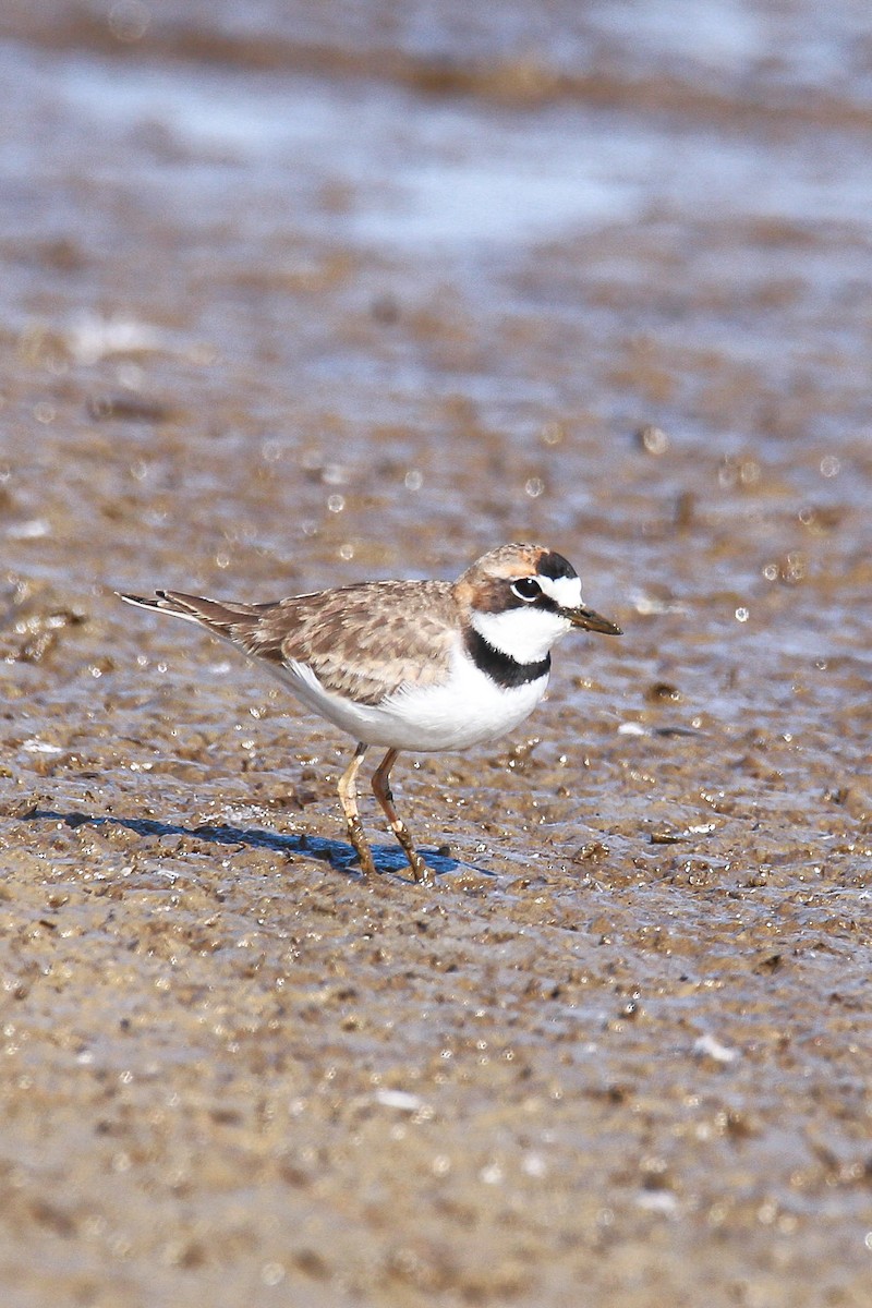 クロオビチドリ - ML638418471