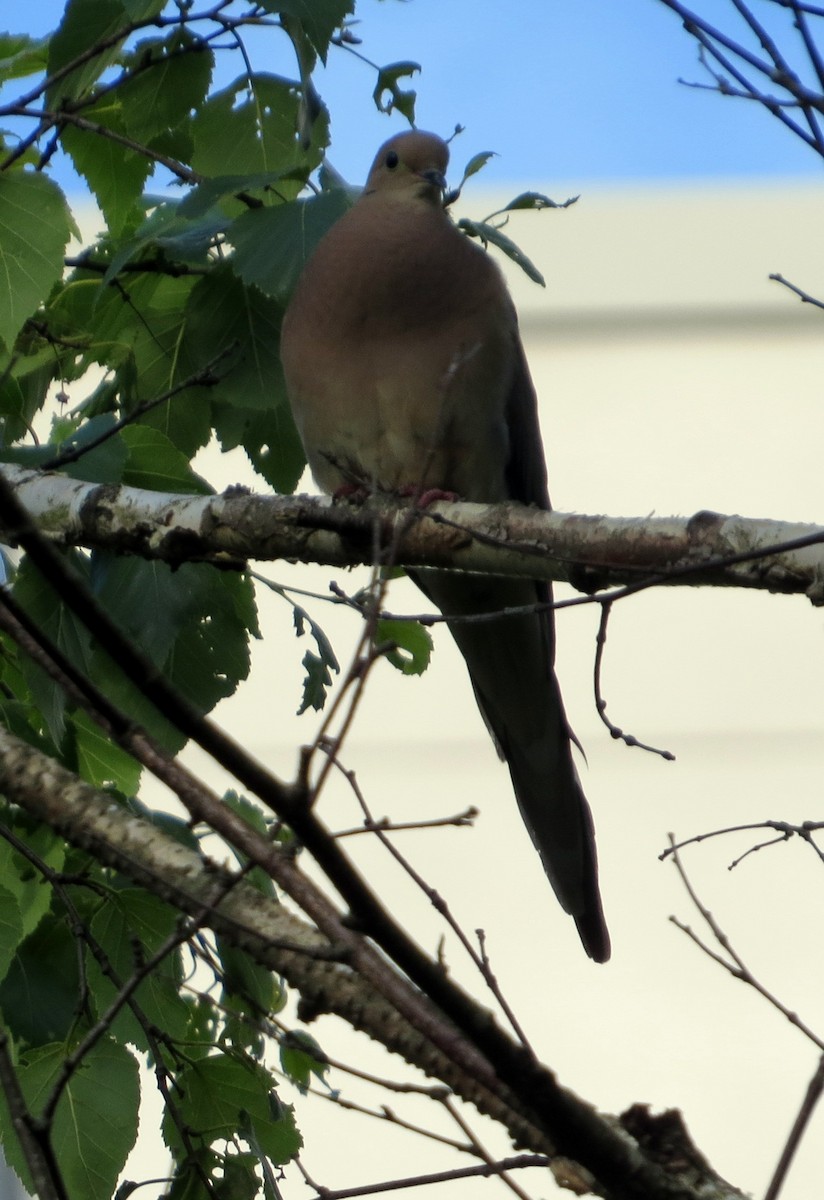 Mourning Dove - ML638418483