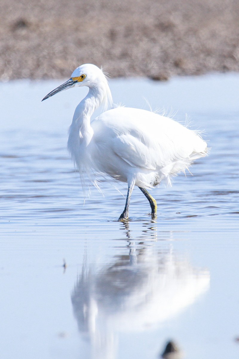 ユキコサギ - ML638418486