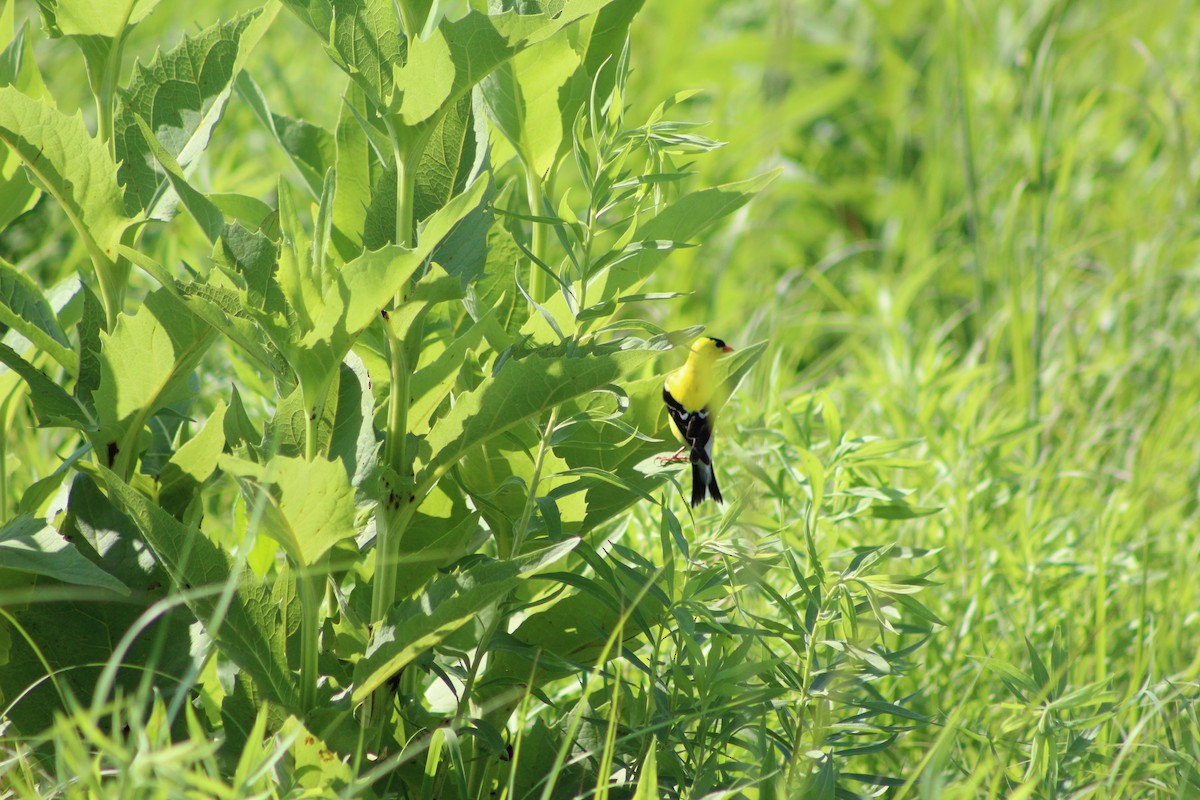 American Goldfinch - ML638418492