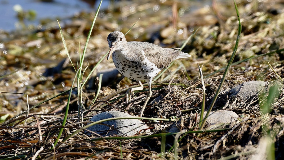 Drosseluferläufer - ML638418509