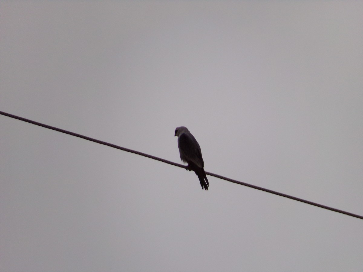 Mississippi Kite - ML638418534