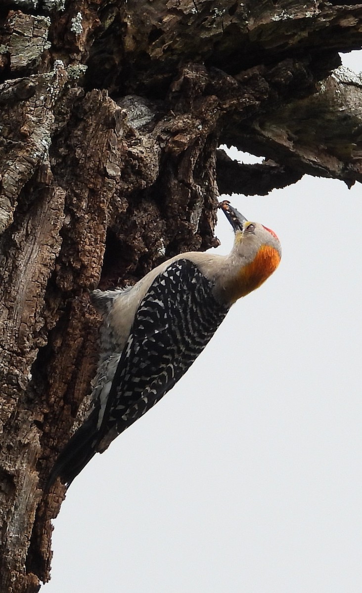 Golden-fronted Woodpecker - ML638418626