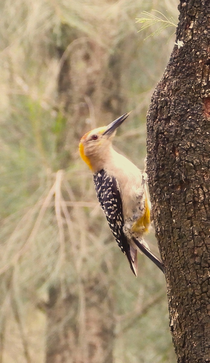 Golden-fronted Woodpecker - ML638418627