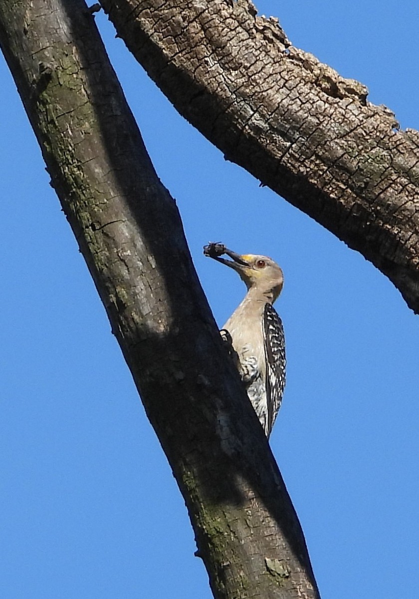 Golden-fronted Woodpecker - ML638418628