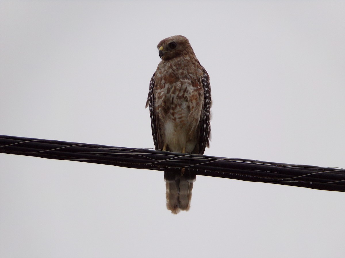 Red-shouldered Hawk - ML638418634