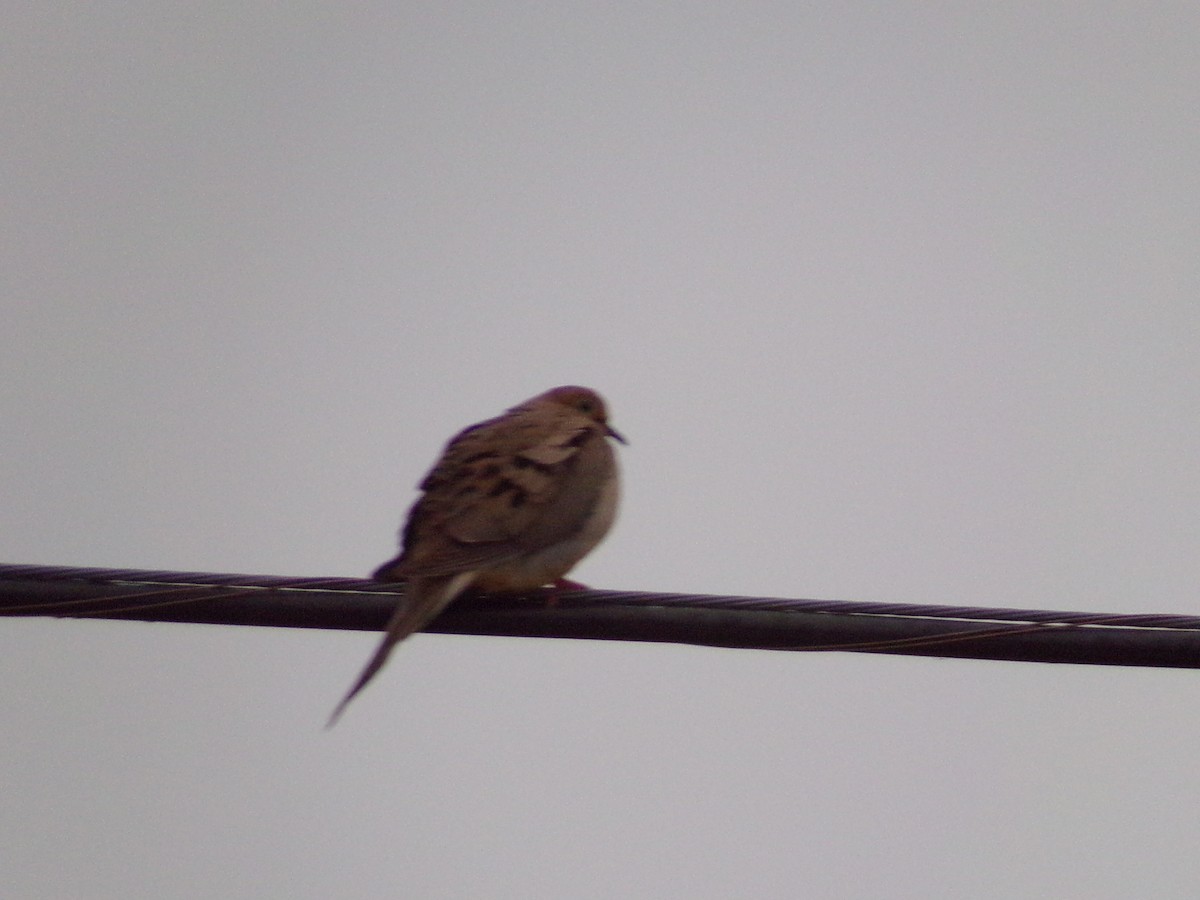 Mourning Dove - ML638418647