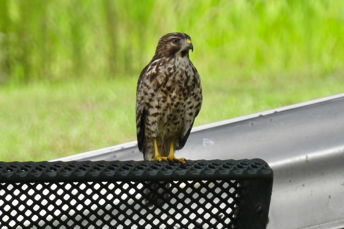 Red-shouldered Hawk - ML638418719