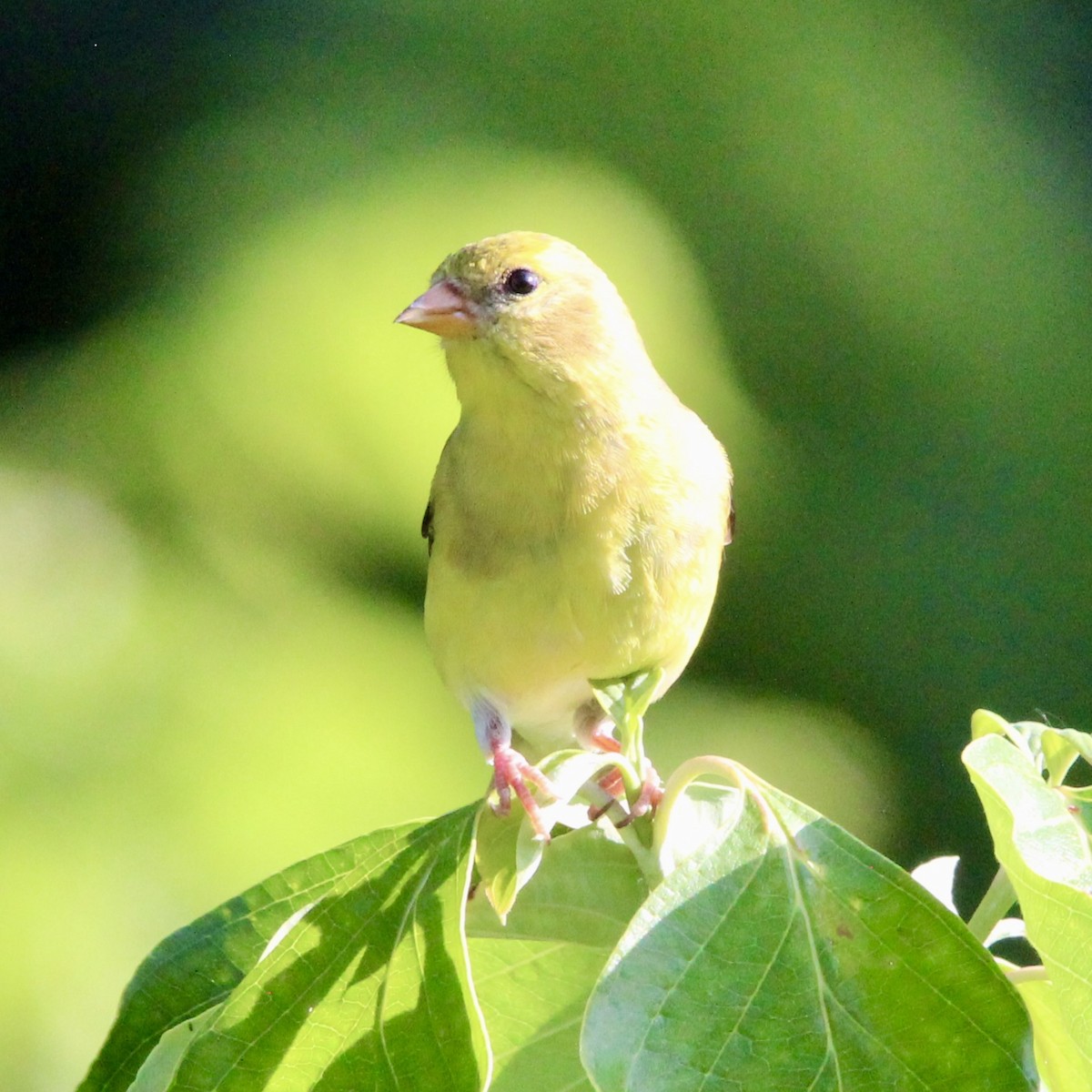 American Goldfinch - ML638418720