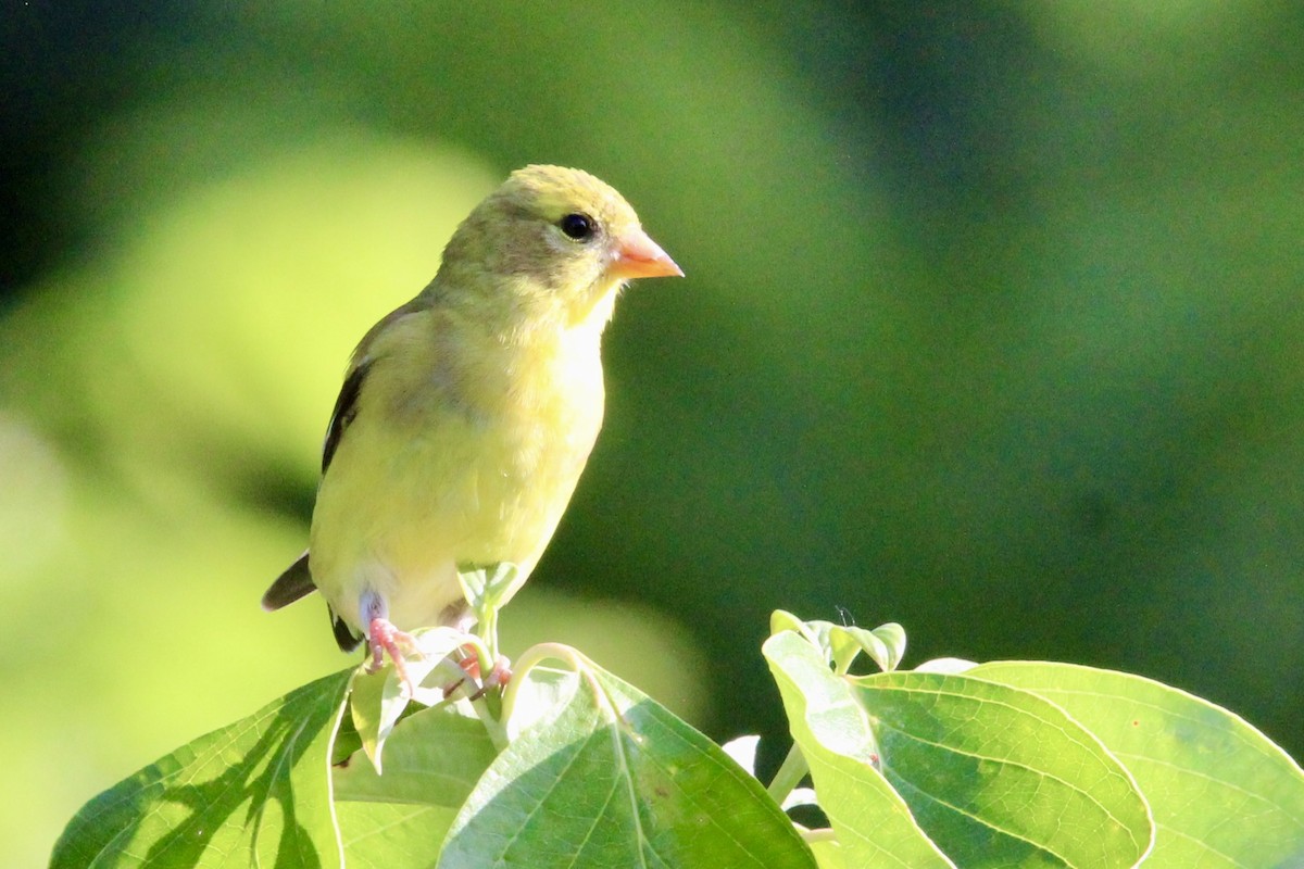 American Goldfinch - ML638418721