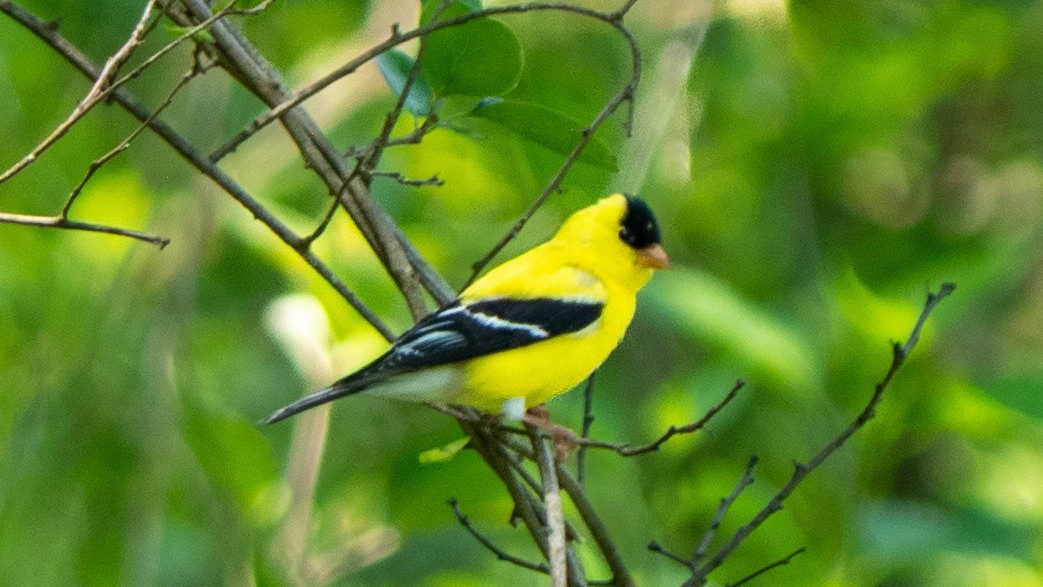 American Goldfinch - ML638418736
