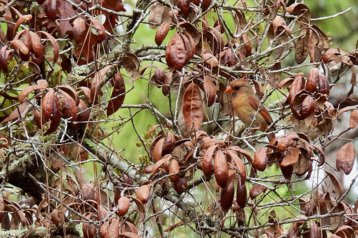 Northern Cardinal - ML638418746