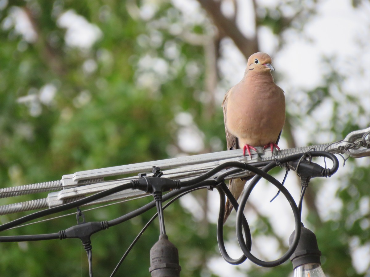 Mourning Dove - ML638418773