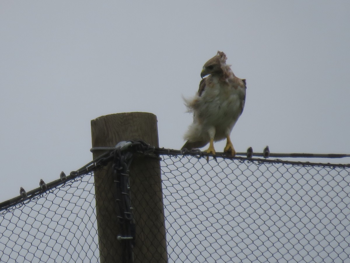 Red-tailed Hawk - ML638418802