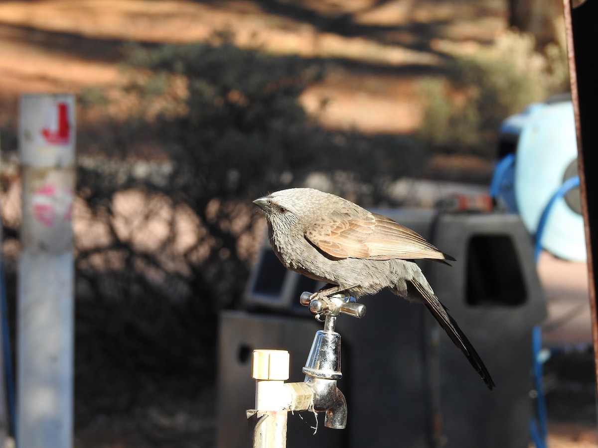 Apostlebird - ML638418817