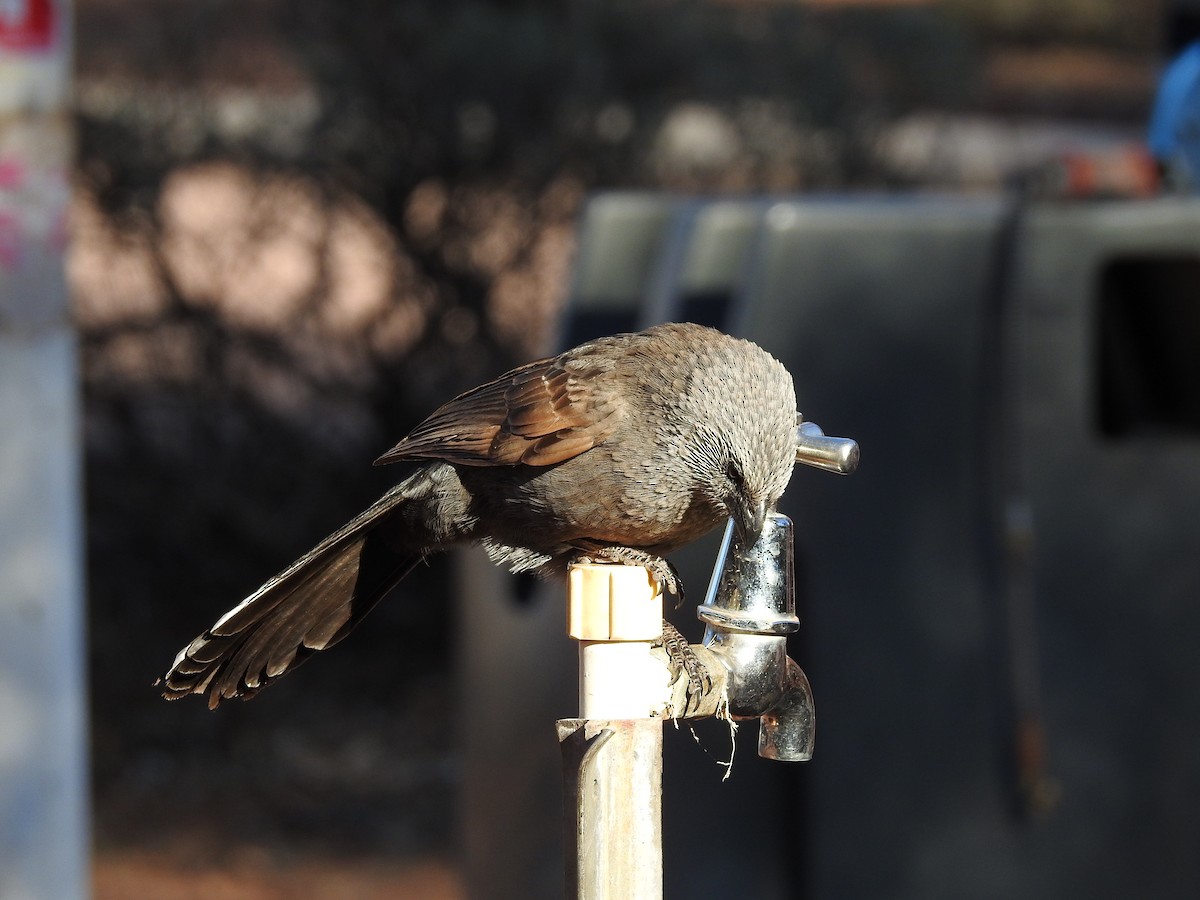 Apostlebird - ML638418818