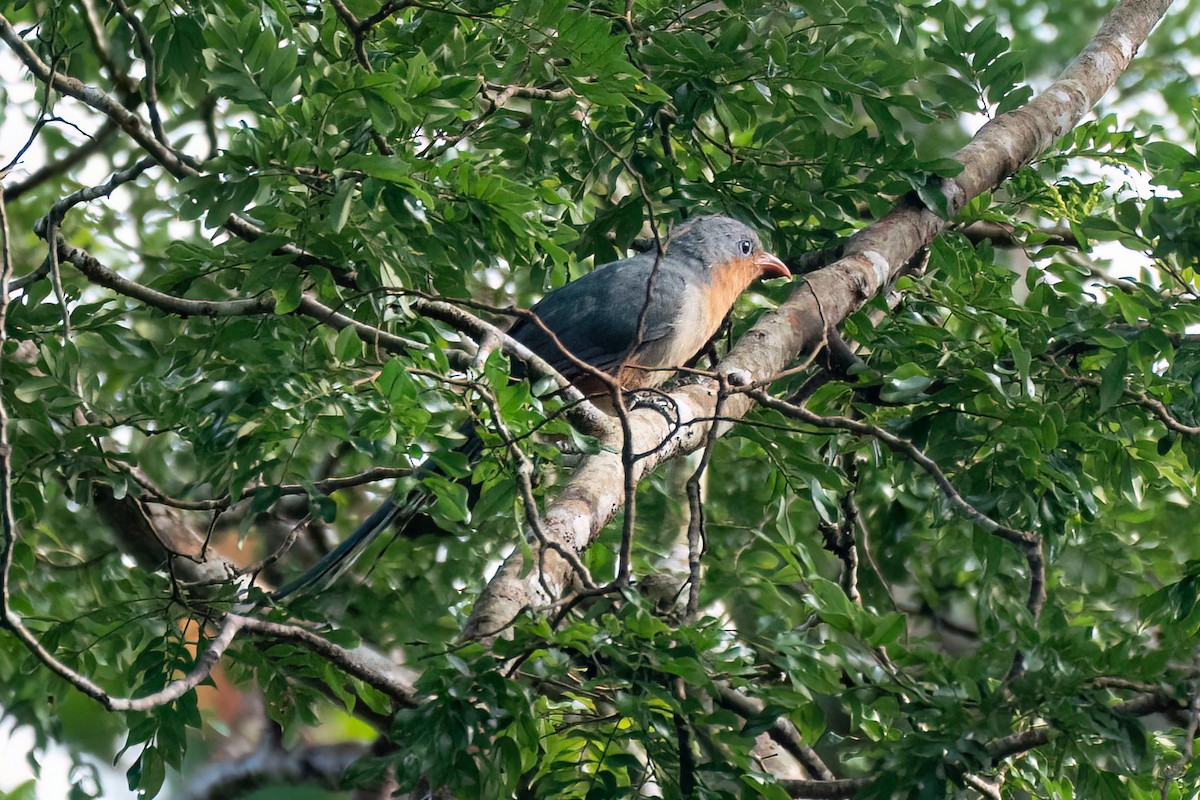 Red-billed Malkoha - ML638418830