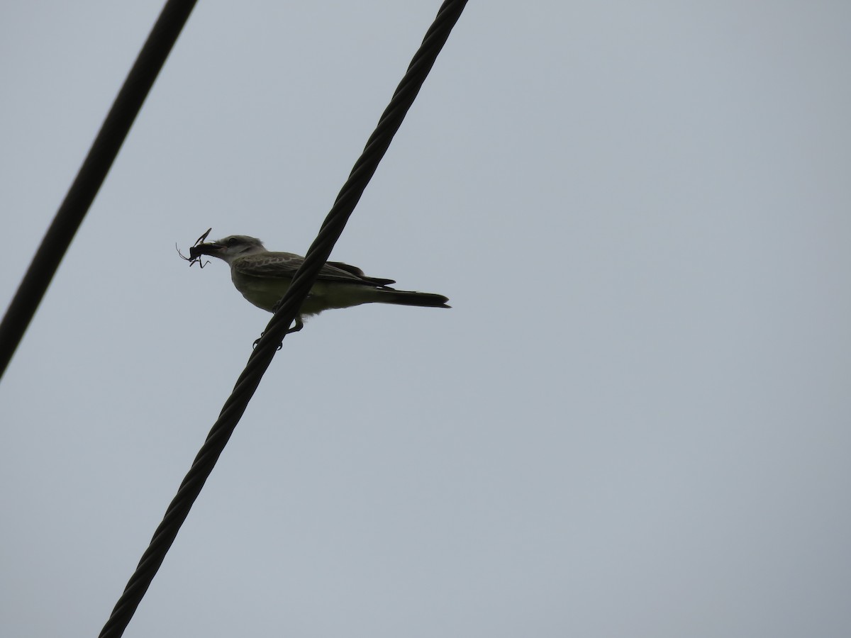 Western Kingbird - ML638418841