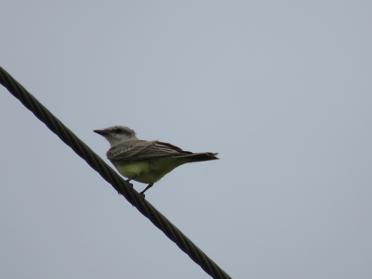 Western Kingbird - ML638418846