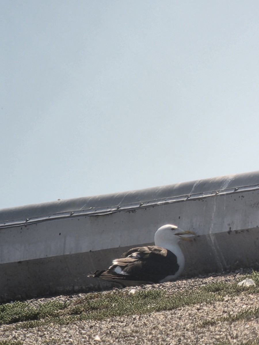 Kelp Gull - ML638418877