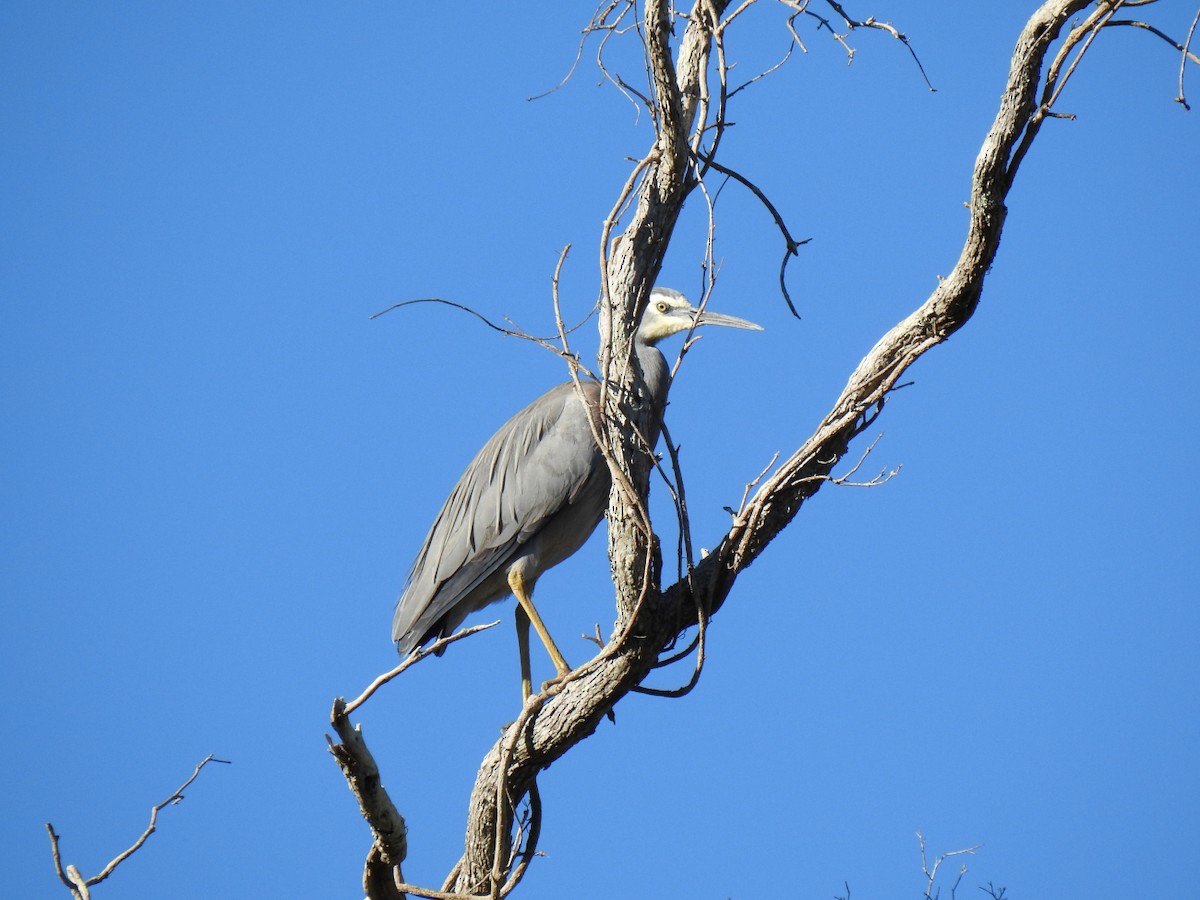 White-faced Heron - ML638418879