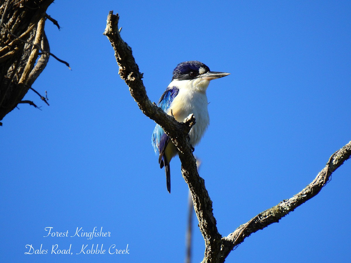 Forest Kingfisher - ML638418895