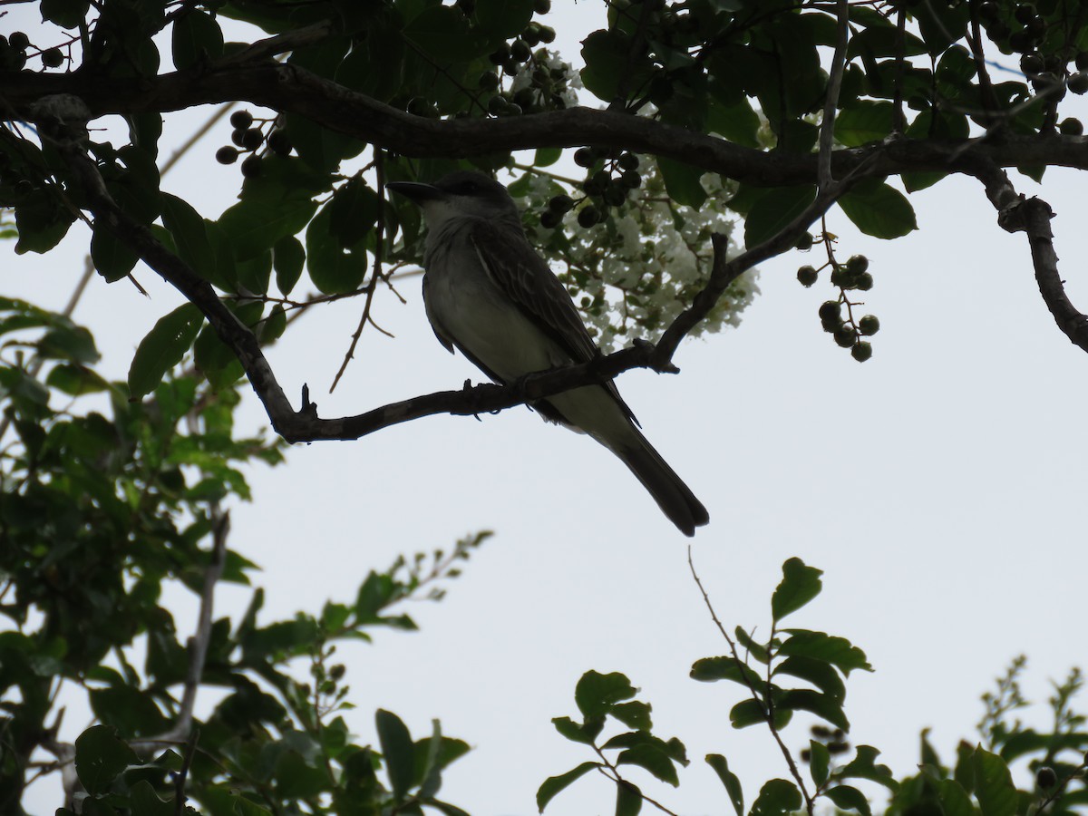 Gray Kingbird - ML638418896