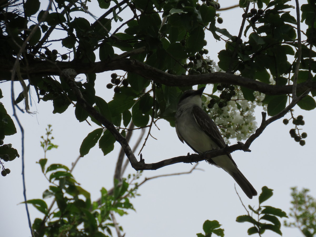 Gray Kingbird - ML638418897