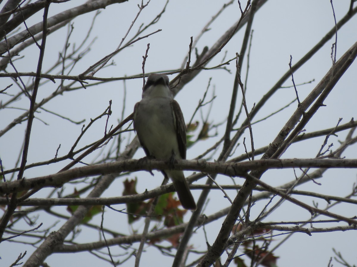 Gray Kingbird - ML638418898