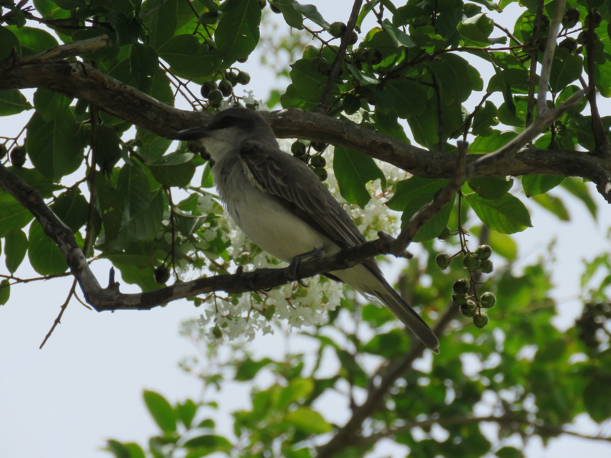 Gray Kingbird - ML638418899
