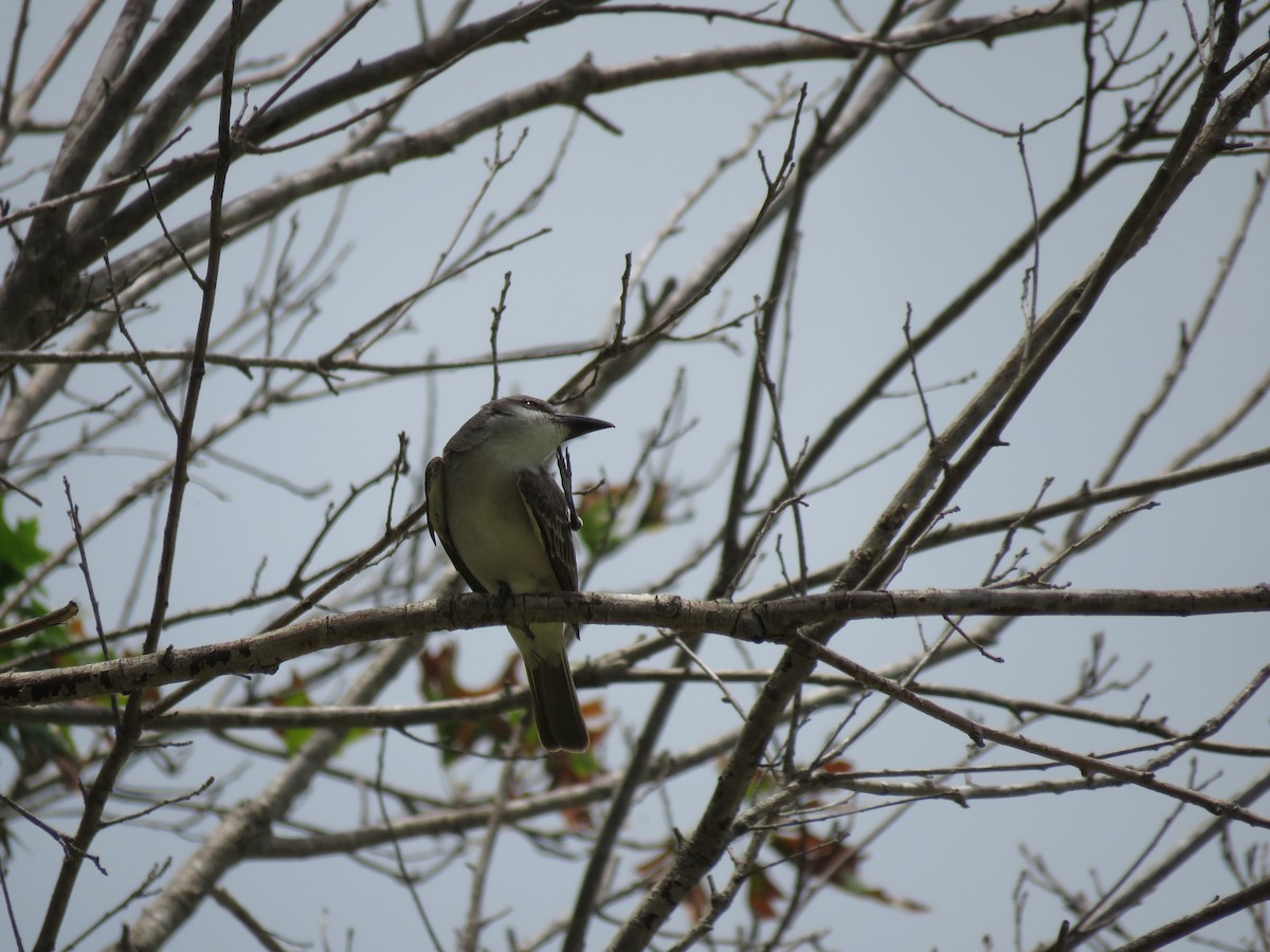 Gray Kingbird - ML638418901