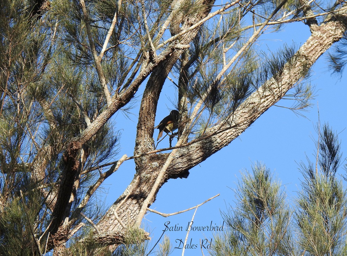 Satin Bowerbird - ML638418913