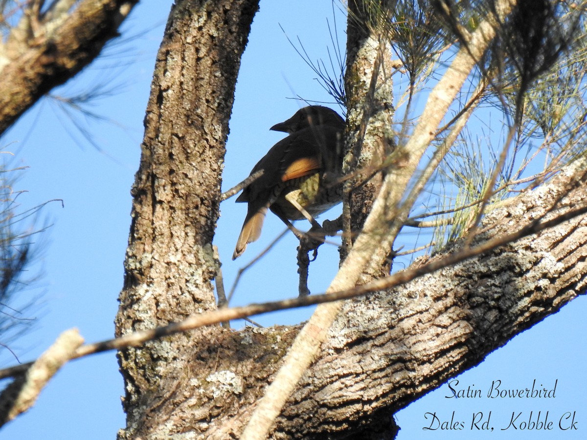 Satin Bowerbird - ML638418914
