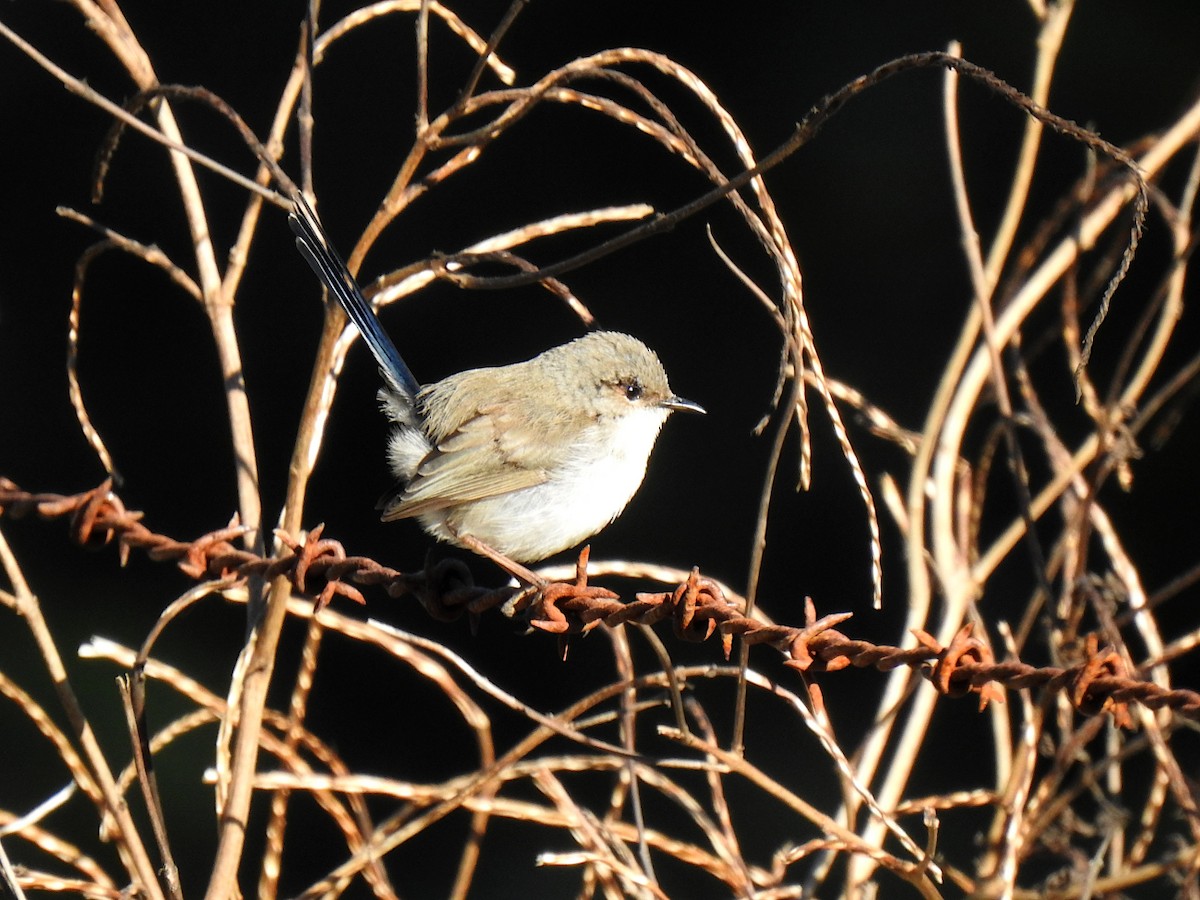Superb Fairywren - ML638418917