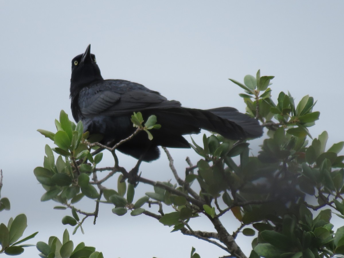 Great-tailed Grackle - ML638418921