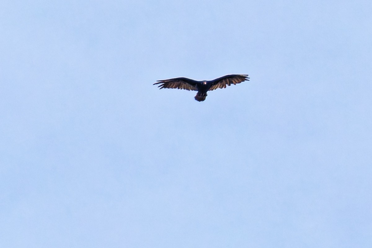 Turkey Vulture - ML638418922