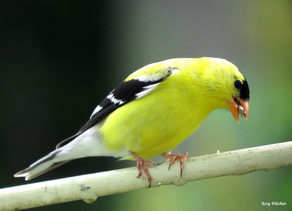 American Goldfinch - ML638418924