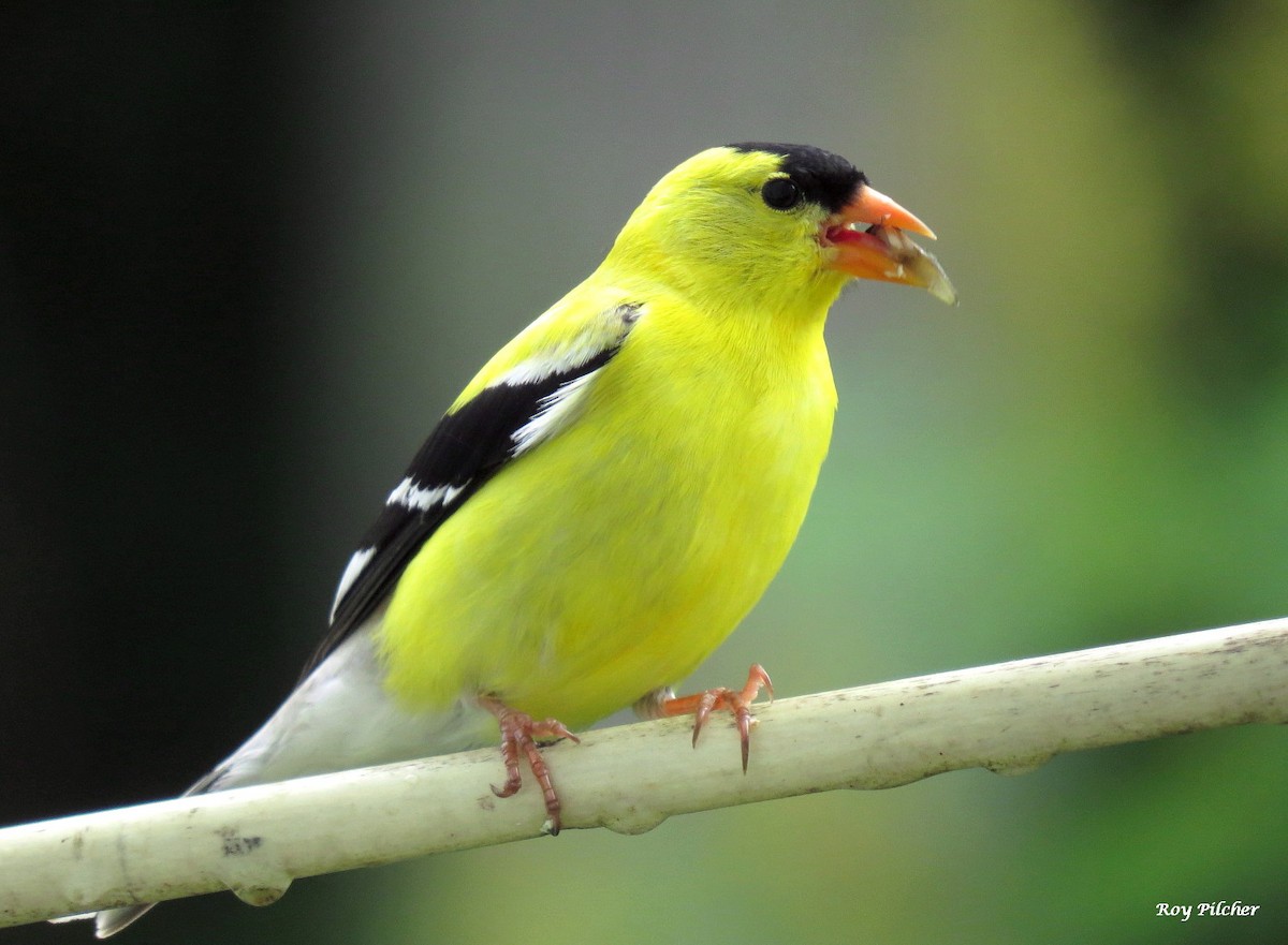 American Goldfinch - ML638418925
