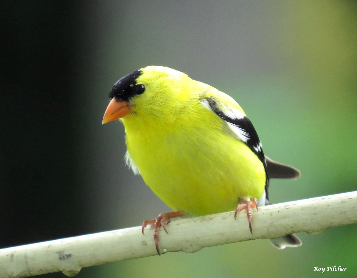 American Goldfinch - ML638418926