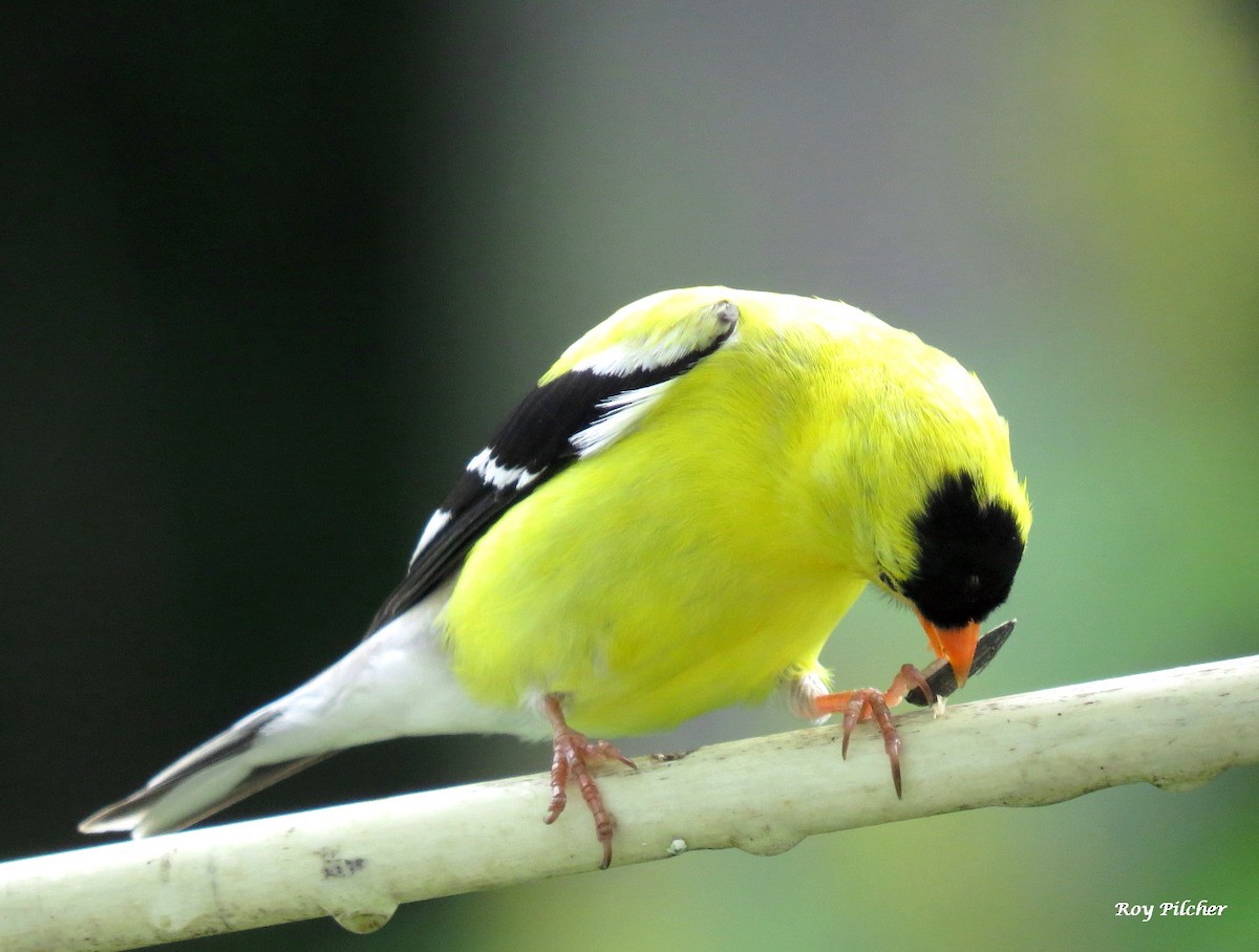 American Goldfinch - ML638418927