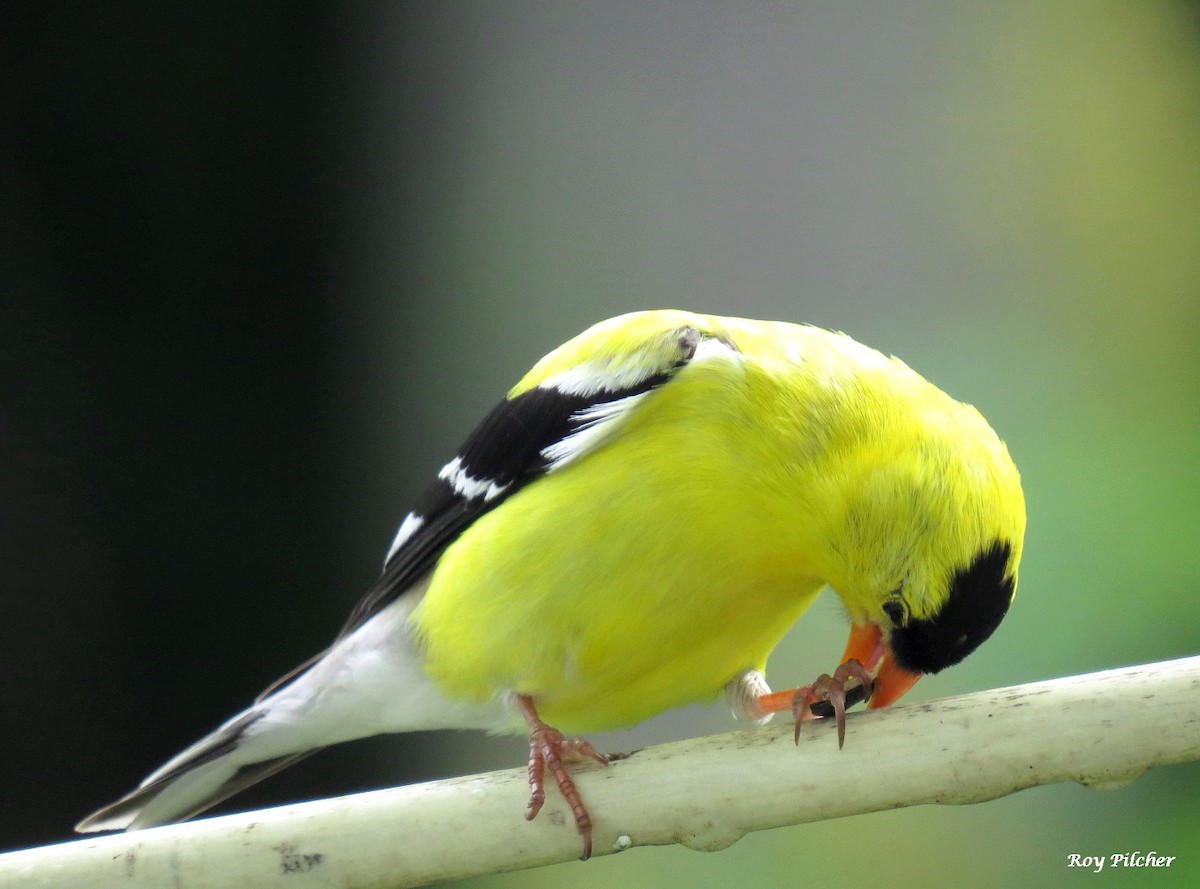 American Goldfinch - ML638418928