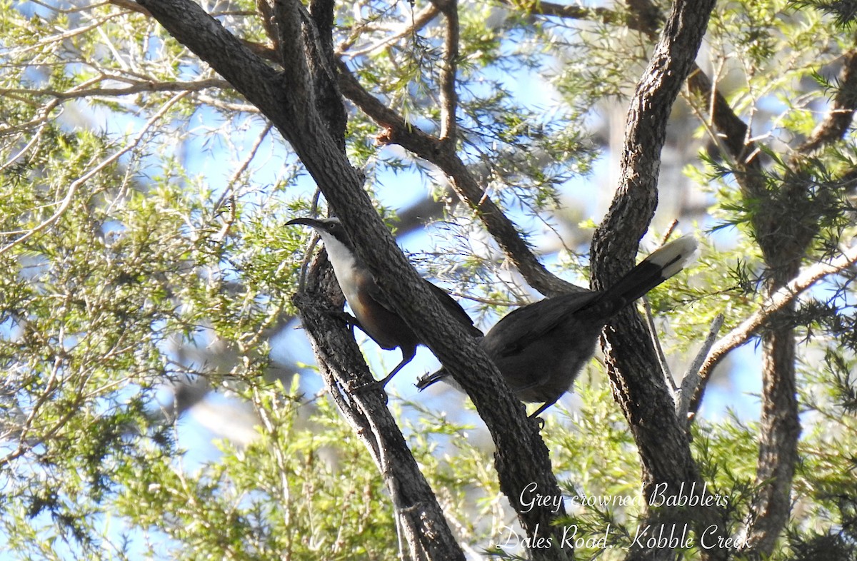 Gray-crowned Babbler - ML638418938