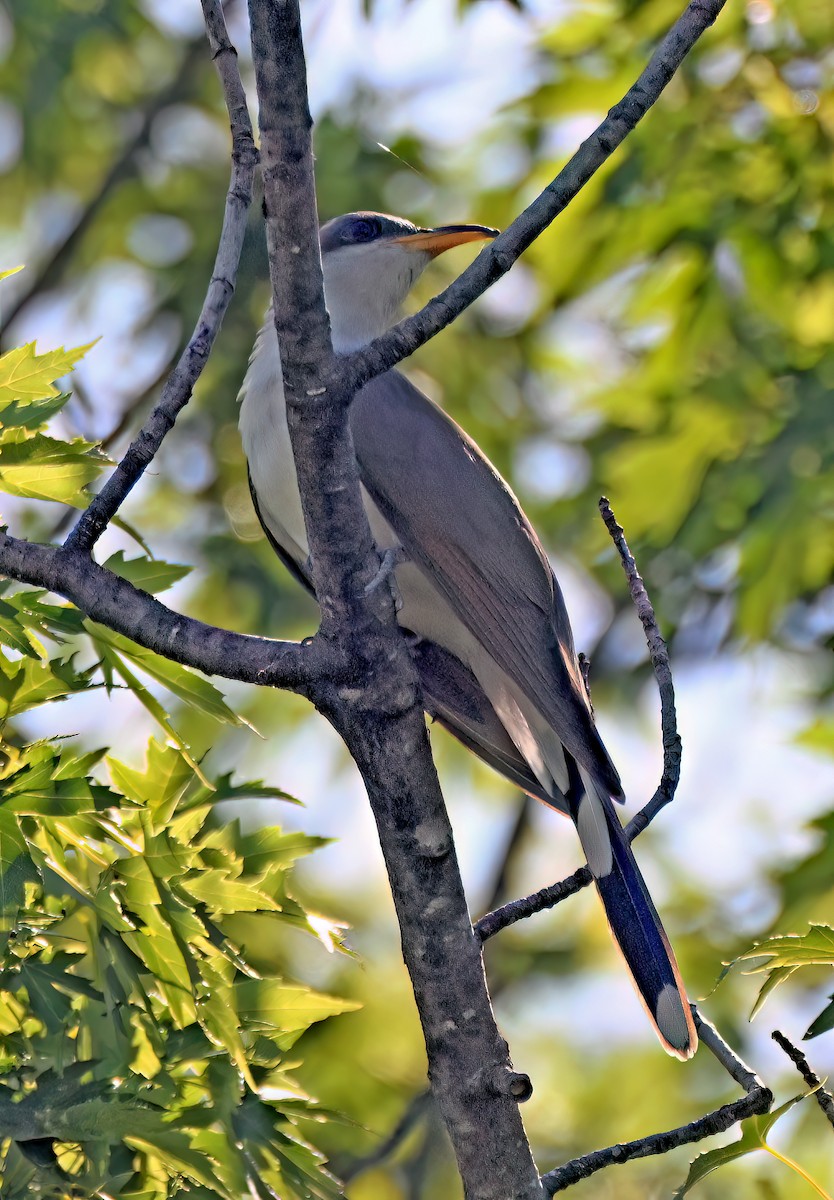 Yellow-billed Cuckoo - ML638418939