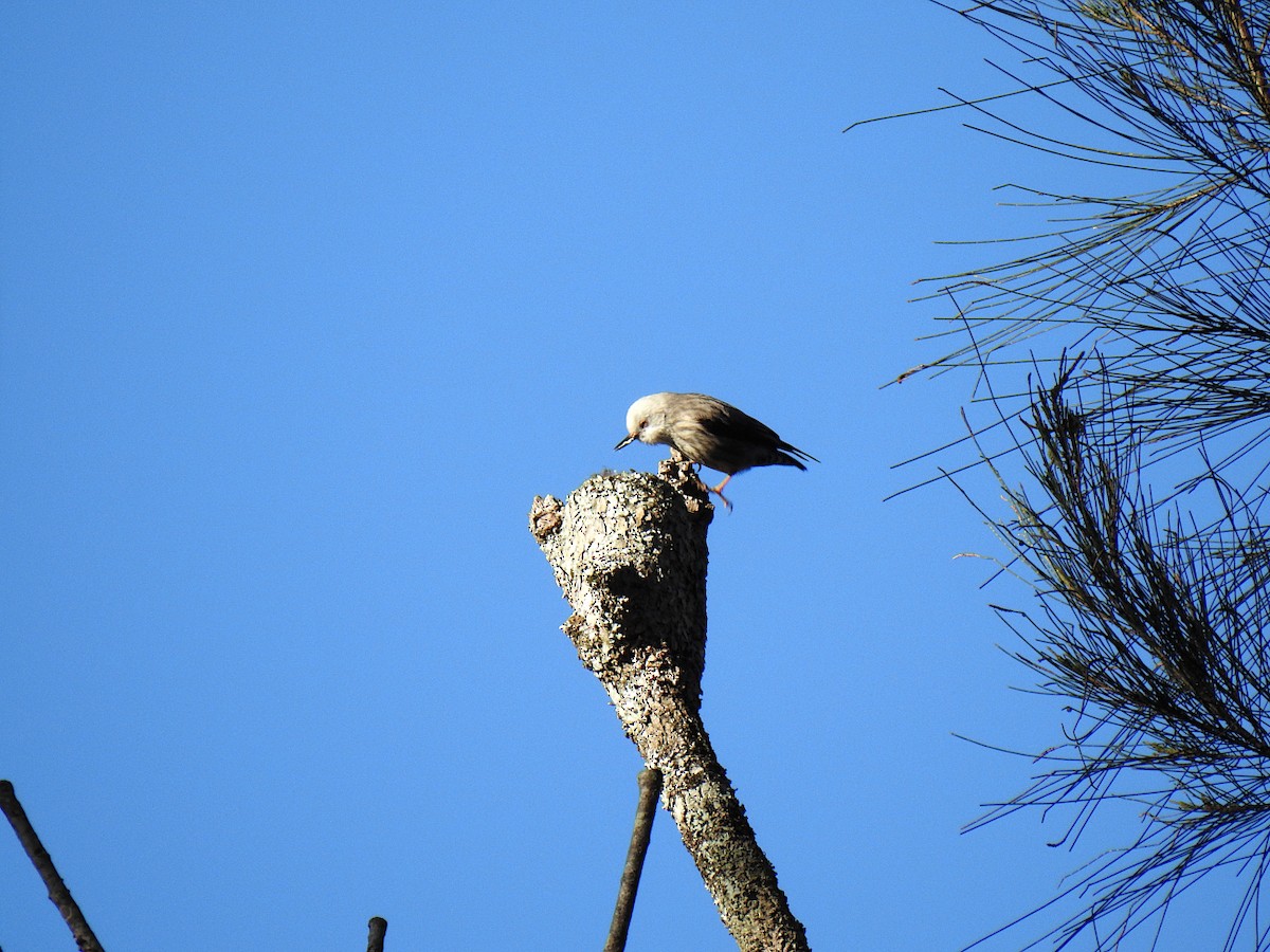 Varied Sittella - ML638418954