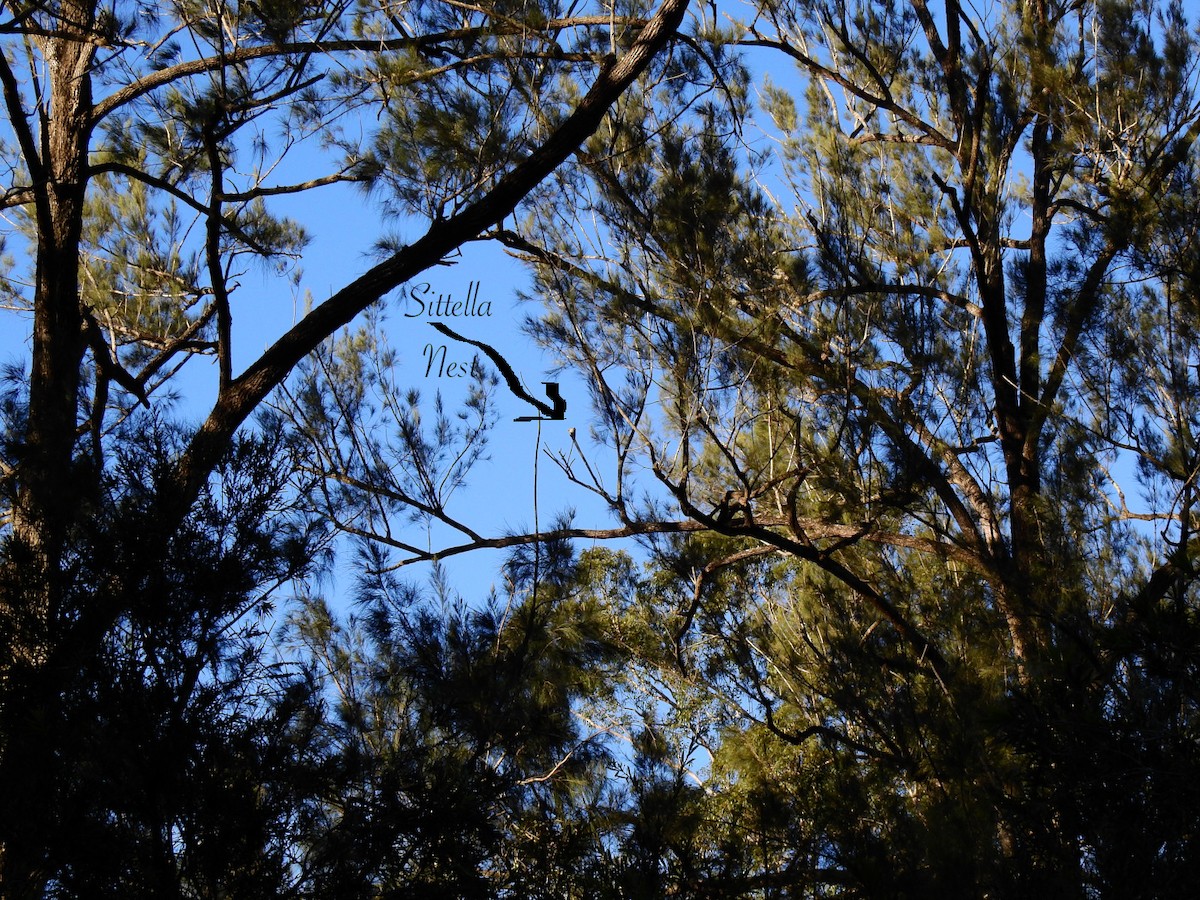 Varied Sittella - ML638418956