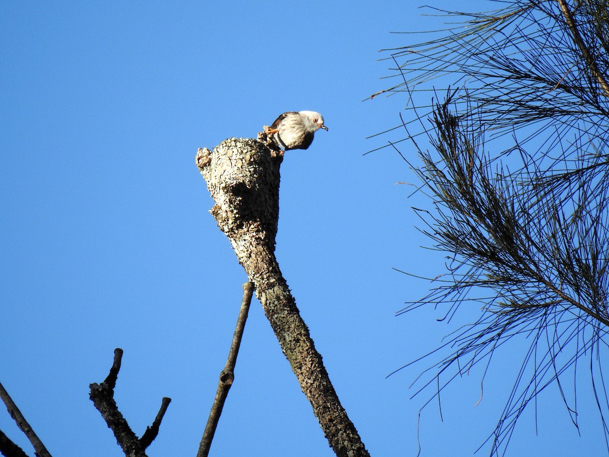 Varied Sittella - ML638418957
